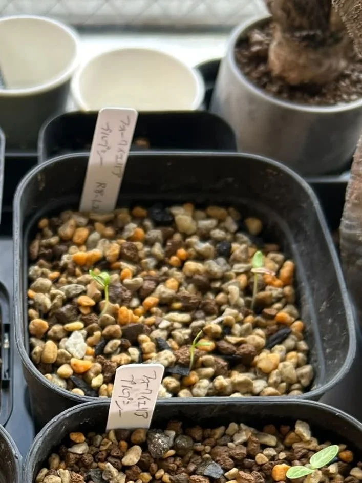 Fouquieria purpusii (フォークイエリア プルプシー)
